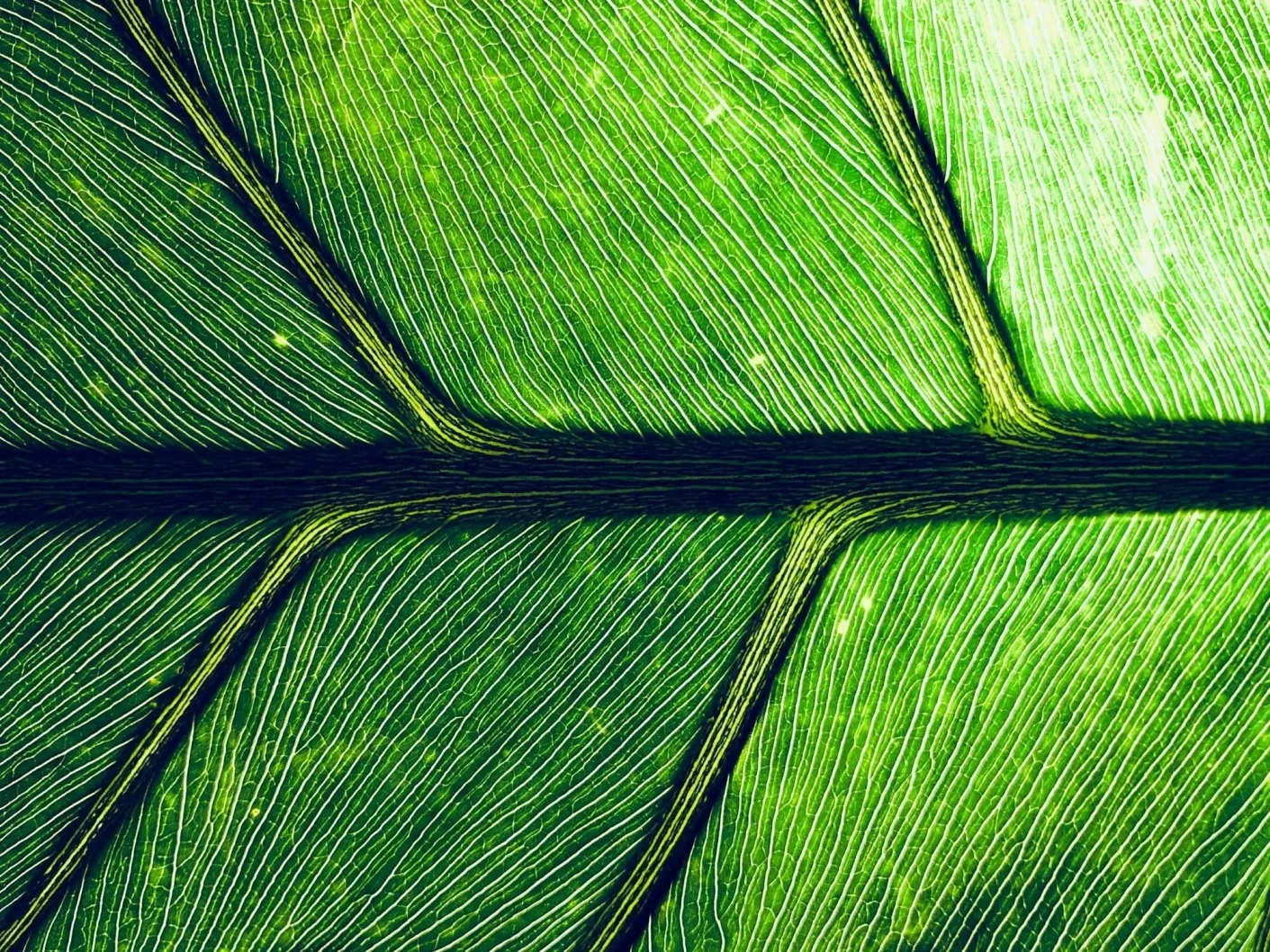 Close-up of the veins of a green leaf branching from a central vein